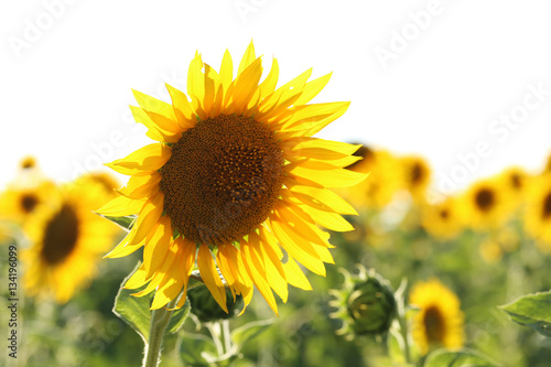 Fototapeta Naklejka Na Ścianę i Meble -  Sunflowers in the field, outdoors