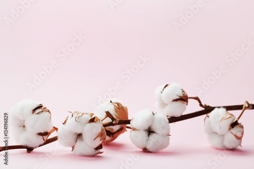 Beautiful white cotton flow...