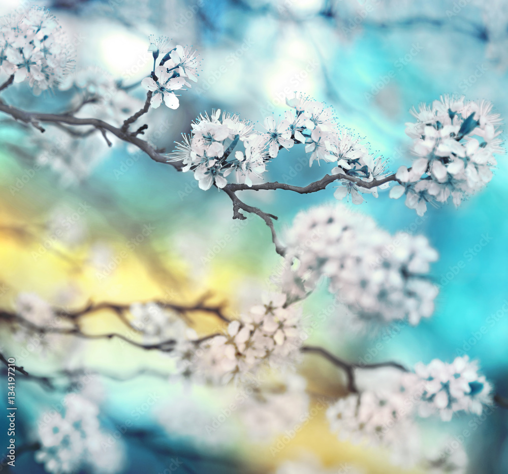 Branch cherry blossoms in spring outdoors with soft focus blue blurred beautiful bokeh close-up macro. Spring template floral background wallpaper. Gentle romantic delicate artistic image.