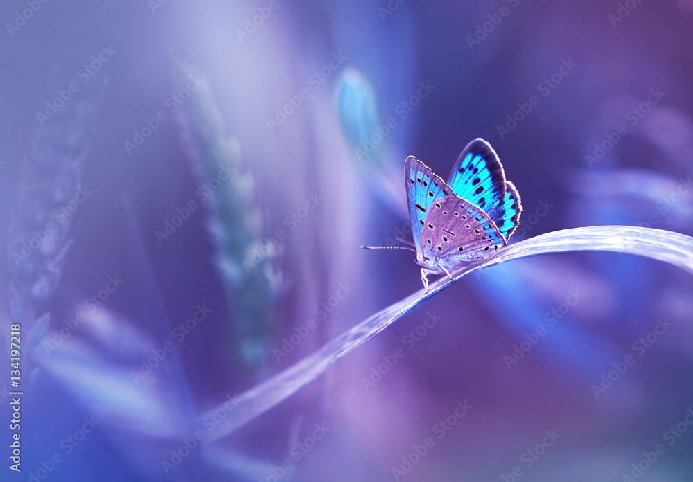 Beautiful blue butterfly on blade of grass in nature with a soft focus on blurred purple background beautiful bokeh. Magic dreamy artistic image for wallpaper template background design card. - obrazy, fototapety, plakaty 