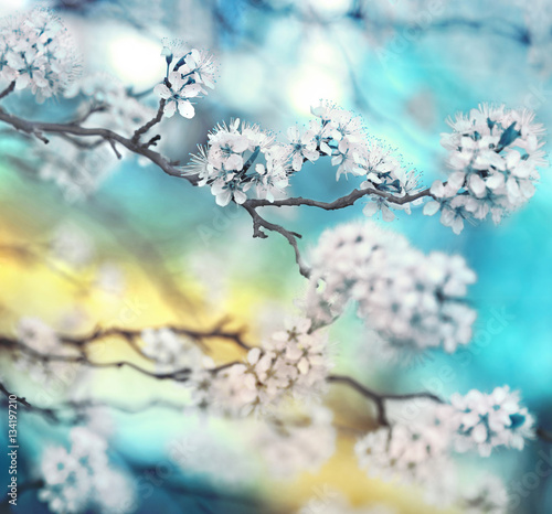 Branch cherry blossoms in spring outdoors with soft focus blue blurred beautiful bokeh close-up macro. Spring template floral background wallpaper. Gentle romantic delicate artistic image. © Laura Pashkevich