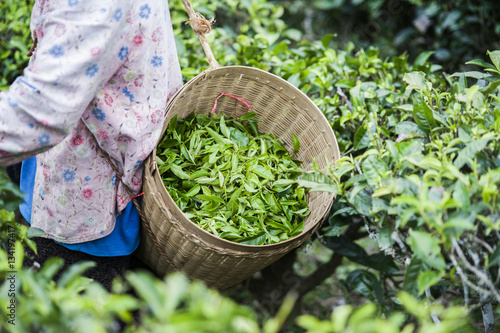 Harvesters working in field of tea plant, Tea leaves in the bamboo basket.