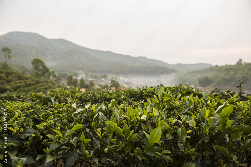 Field of tea plant in North of Thailand Field of tea plant in North of Thailand