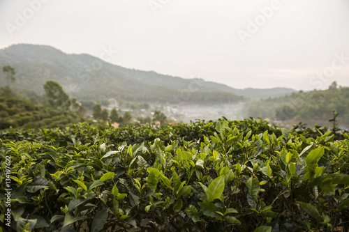 Field of tea plant in North of Thailand