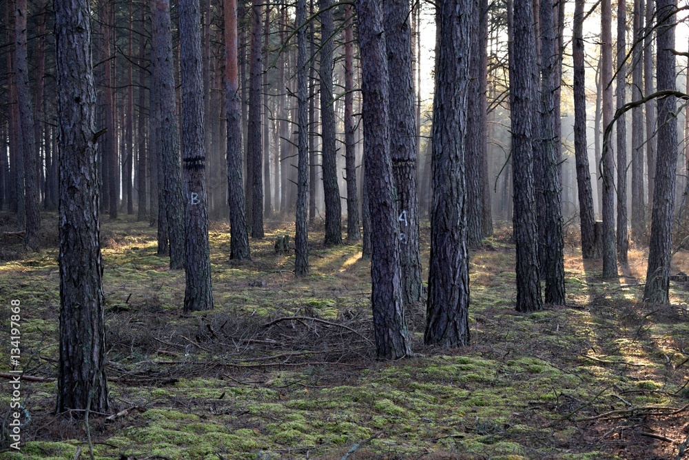 Obraz premium Forest