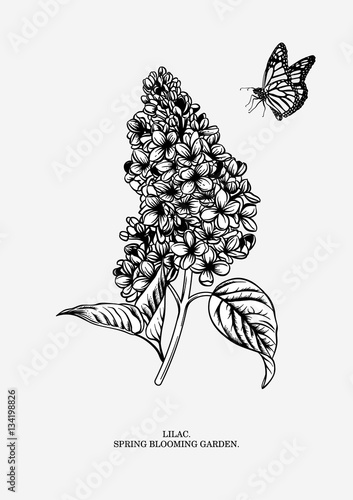 Lilac branch. Floral background. Vector illustration.