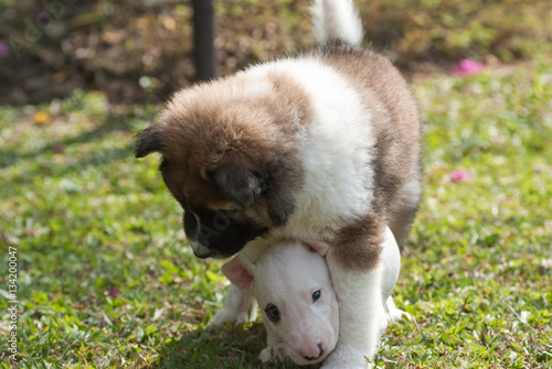 Saint Bernad and Bull Terrier play together on the green pasture