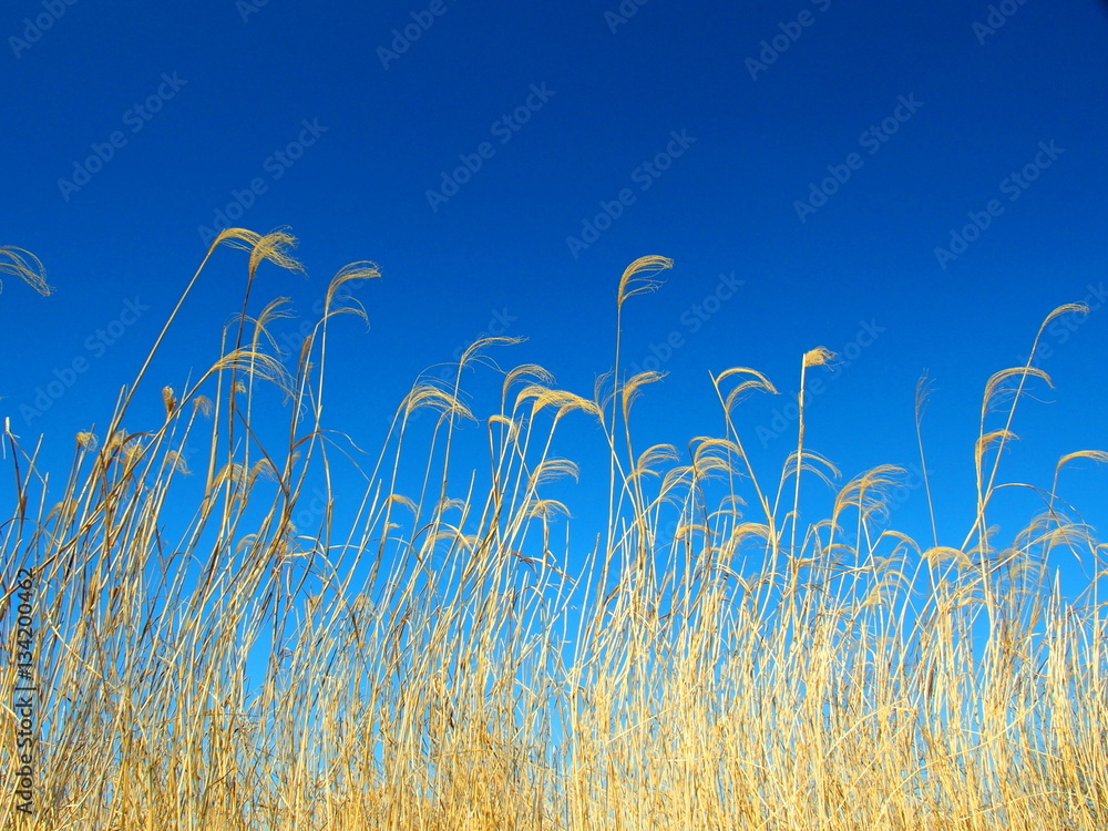 Obraz premium 枯れ荻と青空