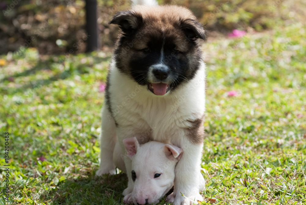 Saint Bernad and Bull Terrier play together on the green pasture Saint Bernad and Bull Terrier play together on the green pasture