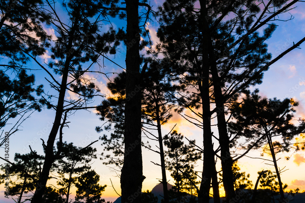 Colorful sunset sky with pine tree on mountain