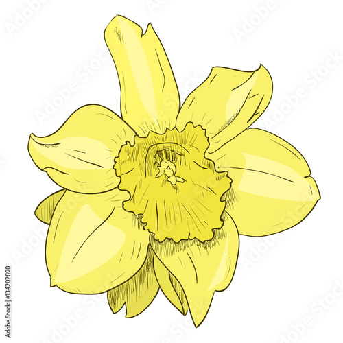 Vector color sketch of yellow flower