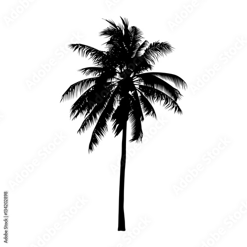 coconut tree  isolated natural sign  vector