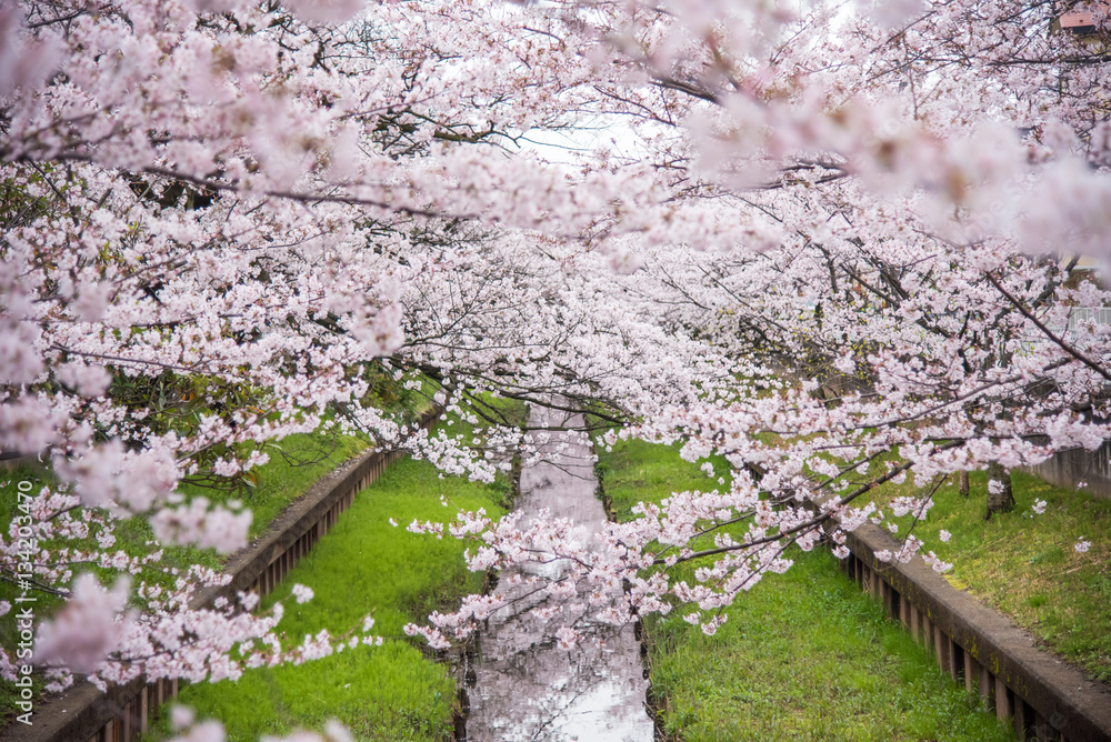 満開の桜 満開の桜