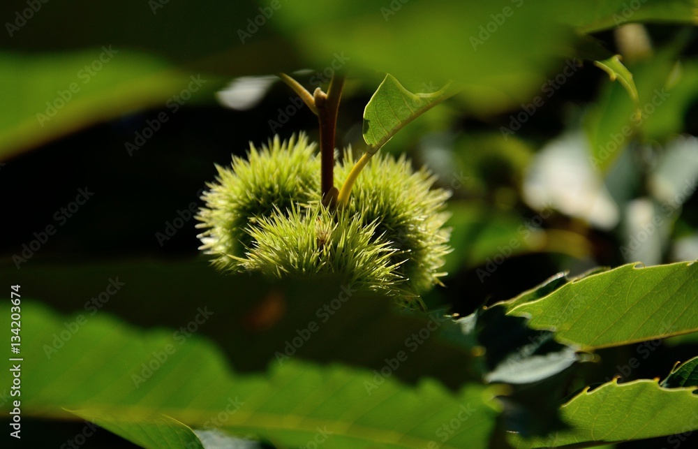 Green fruit of the chestnut tree between leaves Green fruit of the chestnut tree between leaves