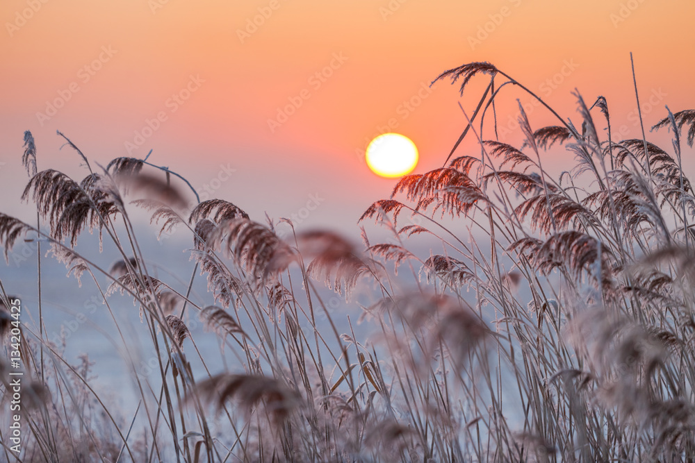 Obraz premium Foggy winter sunrise