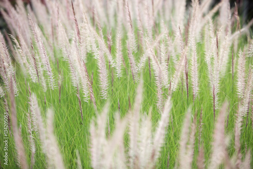 autumn reeds grass background.