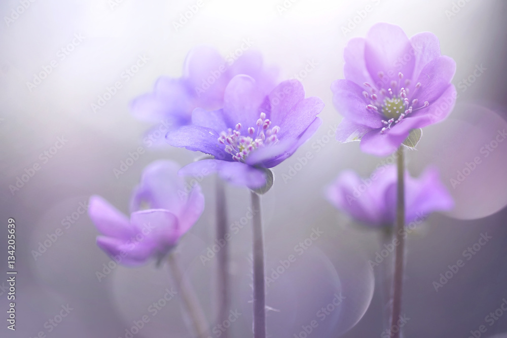 Spring blooming forest flowers in soft focus on light violet background outdoor close-up macro. Spring template floral background wallpaper. Elegant gentle air delicate artistic image. - obrazy, fototapety, plakaty 