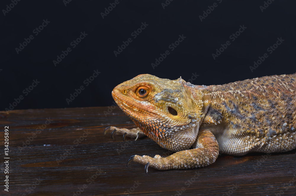 Obraz premium Little girl and australian dragon in the studio 