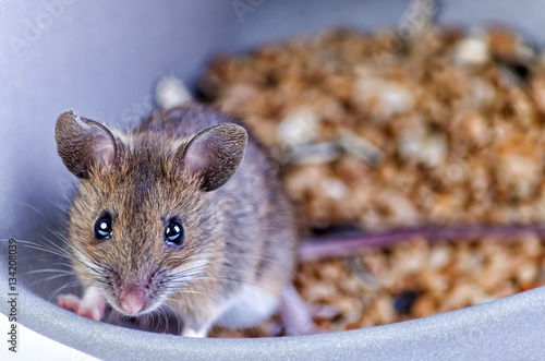 Mouse portrait in grain bowl photo