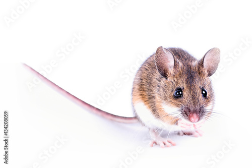 Field mouse isolated on white background