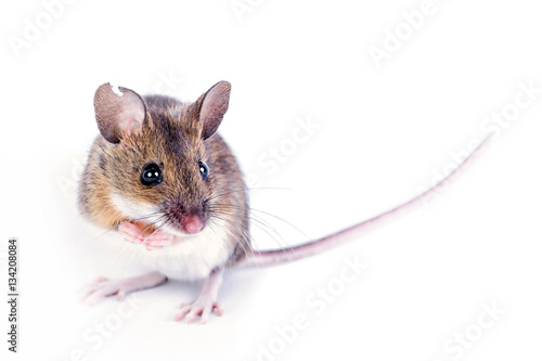 Portrait of field mouse 