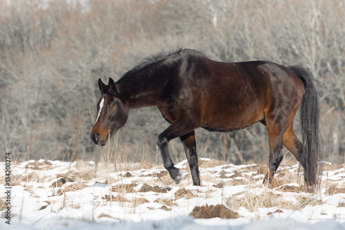 Winter landscape: wild horses in the Netherlands 02