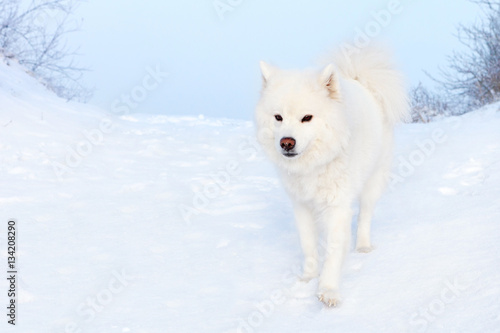 white Samoyed dog on the snow background.
