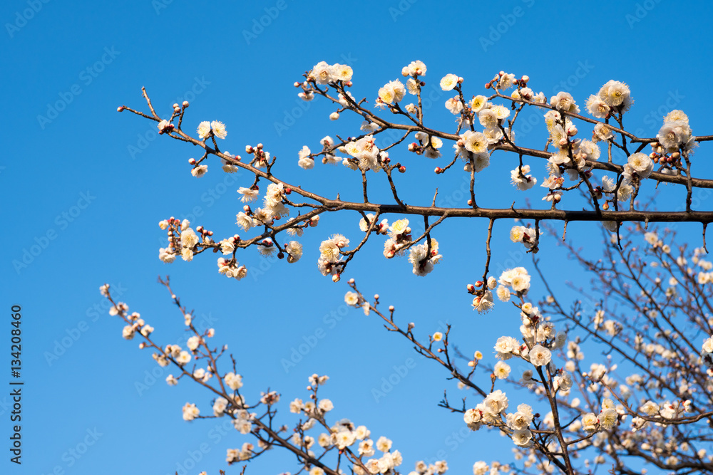 梅の花と青空 梅の花と青空