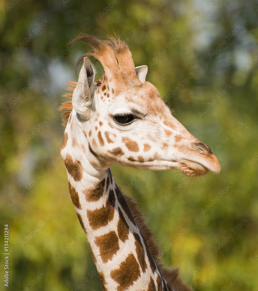 Fototapeta premium Giraffe