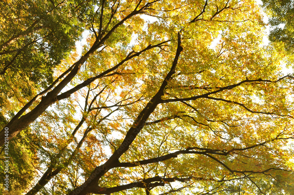 Baumkronen in unterschiedlicher Färbung