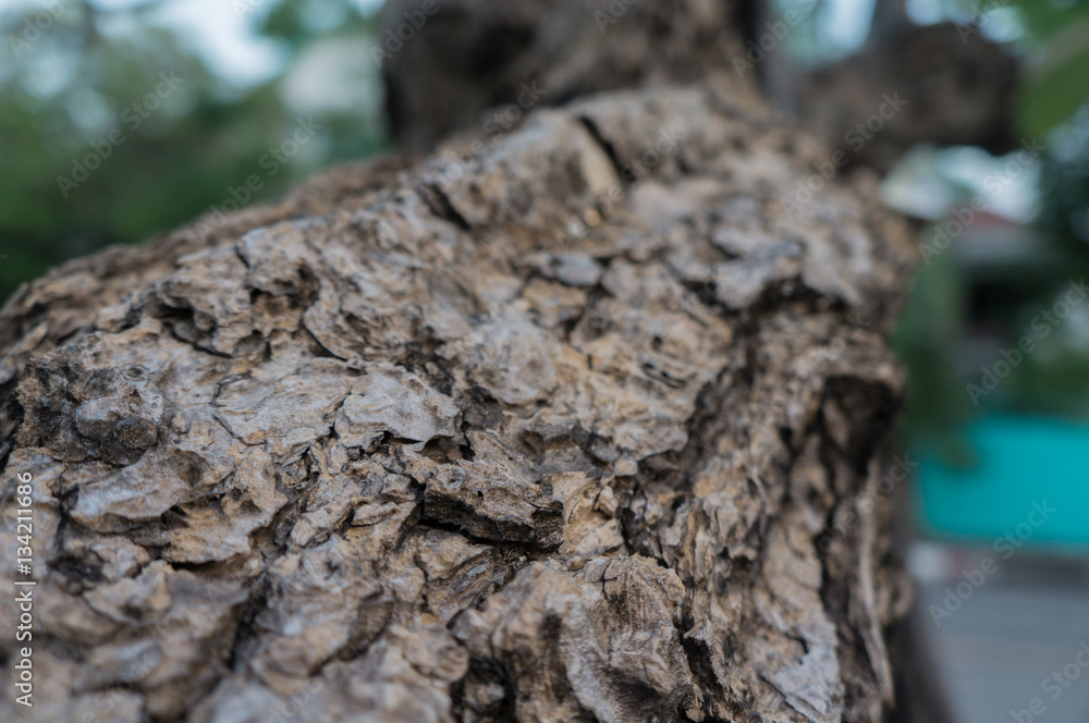 the old wood texture the old wood texture