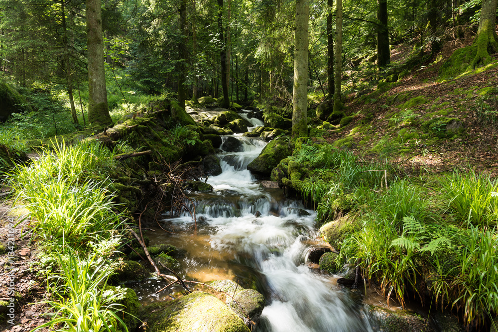 Wildbach im Schwarzwald