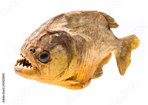 Piranha fish on isolated with white background