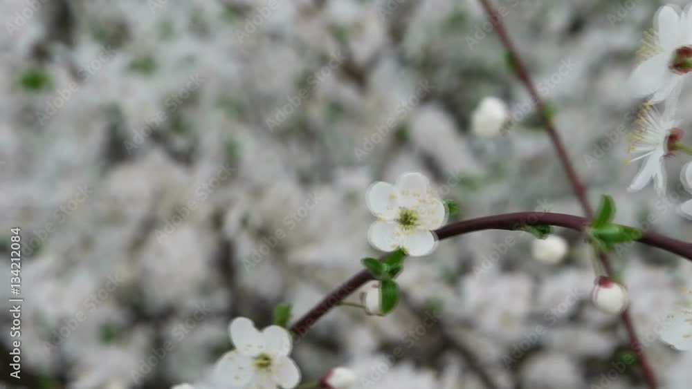 Spring time, blooming of cherry tree in the garden
Spring time, blooming of cherry tree in the garden