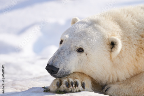 Fotografie 雪の上のシロクマ