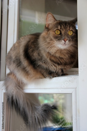 Gray fluffy cat sits on the window