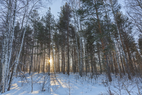 Winter forest and Sun among the trees