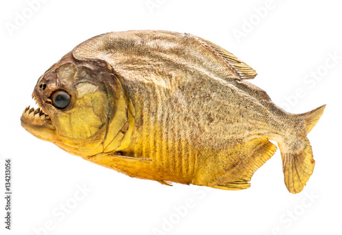 Piranha fish on isolated with white background