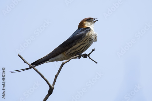 Greater Striped Swallow sit on perch in and wait