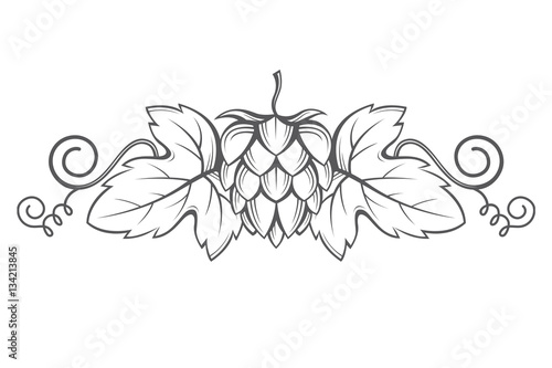 illustration of hops for brewing