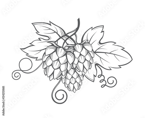 illustration of hops for brewing