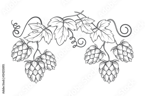 illustration of hops for brewing