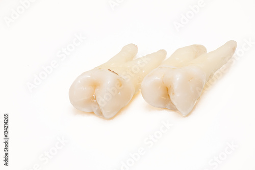 human teeth close-up