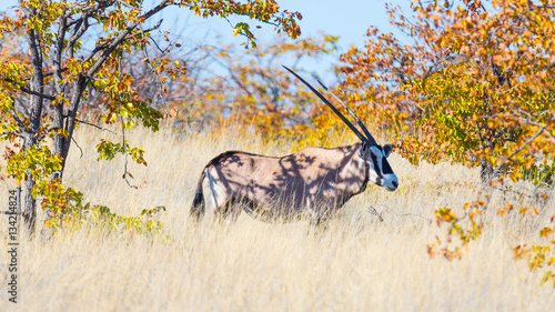 Close up and portrait of a cute Wild Dog or Lycaon lying down in the bush. Wildlife Safari in Kruger National Park, the main travel destination in South Africa.