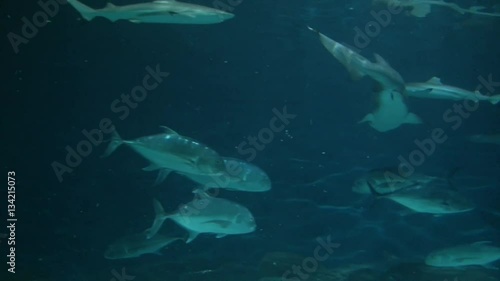 Wallpaper Mural Sharks and sea fishes swim in large aquarium, low angle Torontodigital.ca