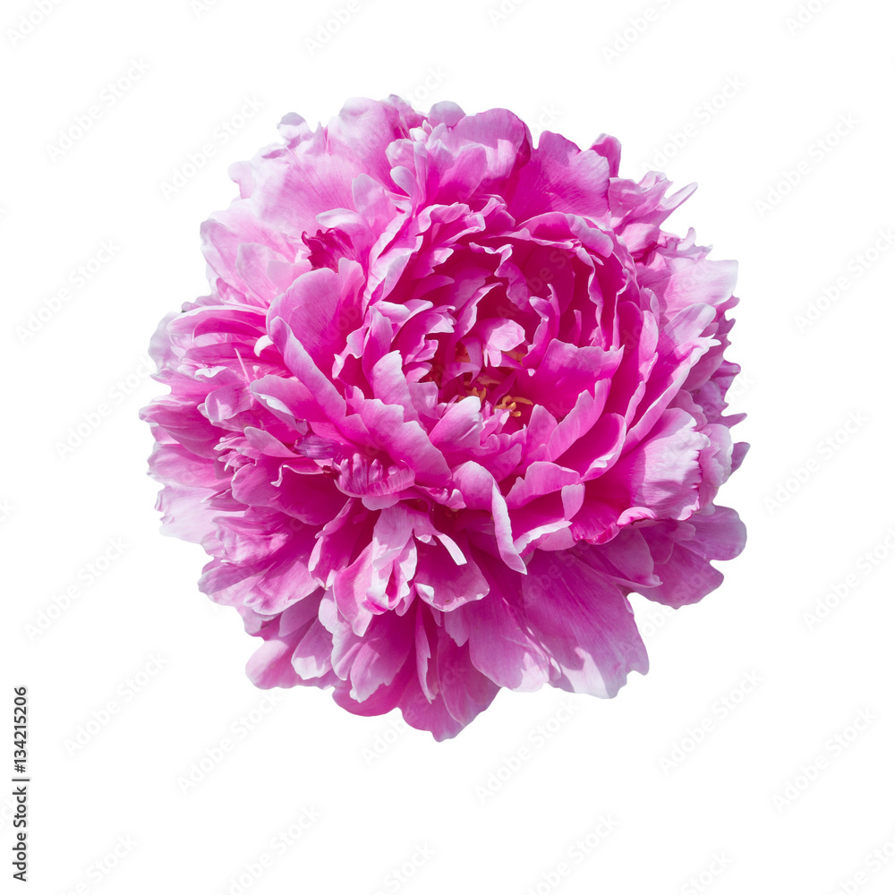 pale pink peonies isolated on white background pale pink peonies isolated on white background