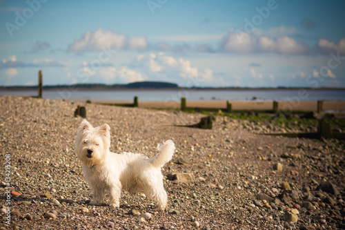 West Highland White Terrier on Beach