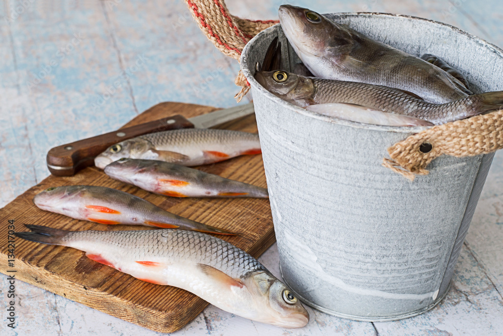 River fish,. Small river fish, perch and roach, on the cutting board and in  metal bucket on a light wooden table. Stock Photo