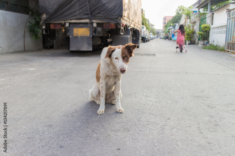 Stray dog sitting on the street. Stray dog sitting on the street.