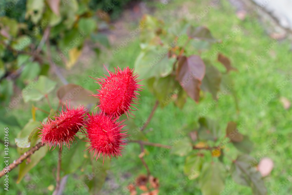 Bixa orellana , bixaceae or Anatto tree on the garden. Bixa orellana , bixaceae or Anatto tree on the garden.